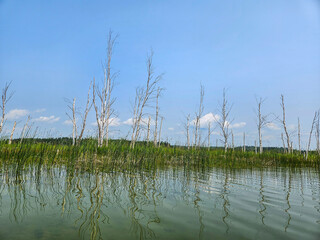 Nature landscape taken while floating on a lake looking back at the shoreline with green grass and...