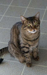portrait of a cat