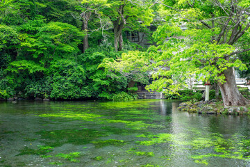 Fototapeta premium 湧玉池