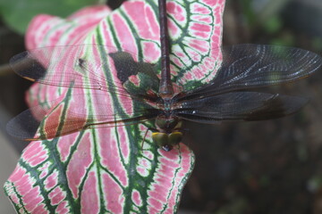 Extreme macro shot, detail of dragonfly wings. isolated on the background of a tree and a human hand