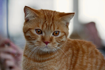 Funny tabby red kitten. Ginger red kitten on window. Short haired red kitten cute nose. Sweet...