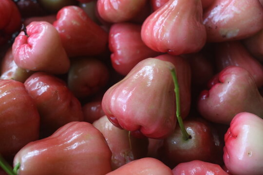 Water apple (water apple) is a plant in the guava or syzygium tribe native to Southeast Asia. machom phupa, chomphu pa or water guava