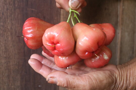 Water apple (water apple) is a plant in the guava or syzygium tribe native to Southeast Asia. machom phupa, chomphu pa or water guava