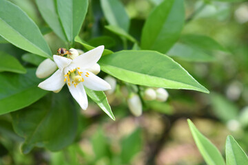 Blossoming orange tree, Valencia orange and orange blossoms, Spring harvest, closeup of Orange tree branches with flowers, buds and leaves, Chakwal, Punjab, Pakistan