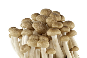 Group of Shimeji mushrooms isolated white background