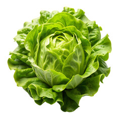 lettuce bud mockup