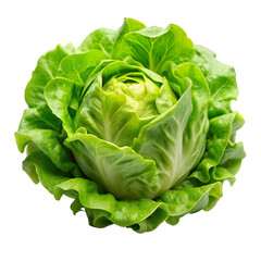 lettuce bud mockup