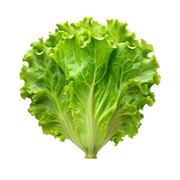 lettuce bud mockup