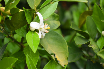 Blossoming orange tree, Valencia orange and orange blossoms, Spring harvest, closeup of Orange tree branches with flowers, buds and leaves, Chakwal, Punjab, Pakistan