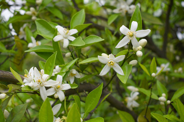 Blossoming orange tree, Valencia orange and orange blossoms, Spring harvest, closeup of Orange tree branches with flowers, buds and leaves, Chakwal, Punjab, Pakistan