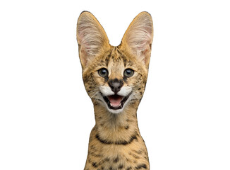 Funny portrait of smiling serval cat isolated on white background in studio