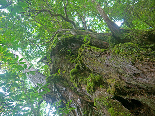 Looking up to the top of old giant  yakusugi cedar moss covered tree in Yakushima mystical green forest