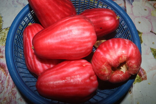 Water apple (water apple) is a plant in the guava or syzygium tribe native to Southeast Asia. machom phupa, chomphu pa or water guava