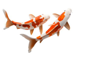 goldfish isolated on white, PNG file, transparant background