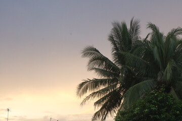Coconut trees, beautiful tropical background, sky with sunset