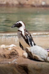 animal penguin