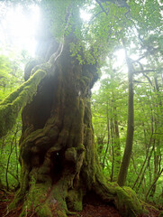 Buddhasugi Giant old moss covered yakusugi cedar tree with burls and liana in Yakushima mystical...