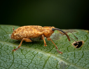 Macrophotography of a Nut Weevil (Curculio nucum) on a green leaf and blurry background.