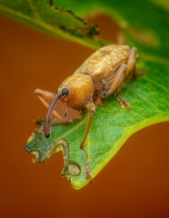 Macrophotography of a Nut Weevil (Curculio nucum) on a green leaf and blurry background. © Eduard