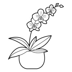 Blossom orchid flower with buds in flower pot. Outline illustration, design elements