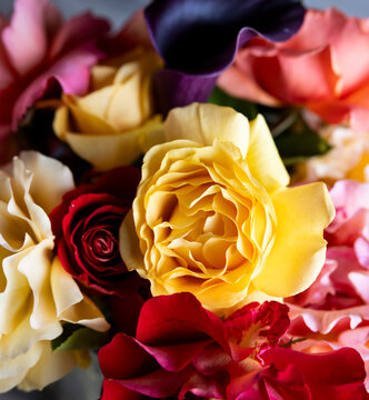 Detail of multi colored garden roses