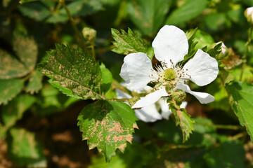 Blackberry flowers in the garden, Beautiful in spring bloom garden. Blackberry bush with white flowers, Blossoming blackberry bush and bee, sunny spring day, Chakwal, Punjab, Pakistan