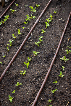 Row of irrigated spinach seedlings growing in an organic farm