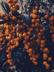 buckthorn berries on a branch