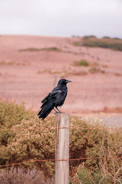 raven on the ground