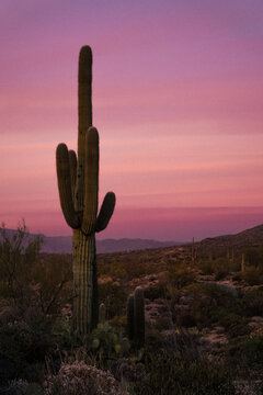 cactus at sunset