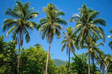 beautyful palmtress and Blue sky, summer day background