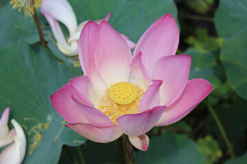 Pink lotus flower 