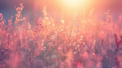 Dreamy sunset illuminates a field of wildflowers in pink hues, creating a magical atmosphere.