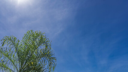 The spreading green leaves of the palm tree crown against a background of blue sky and light clouds. The sun is shining.  Full screen. Lower left corner.