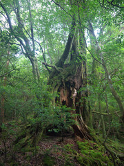 Giant old Yakusugi cedar tree in mystical green Yakushima forest