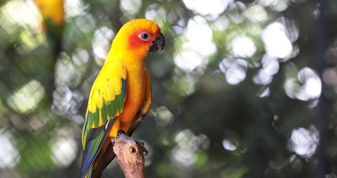 red and yellow parrot ,sun conure