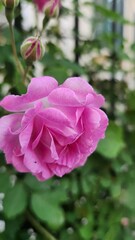 A pretty flower with no name