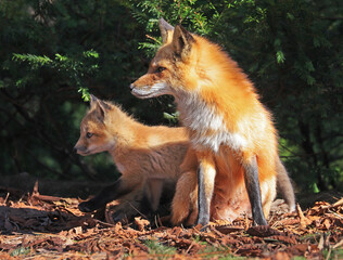 Naklejka na ściany i meble Portrait of mother red fox and her baby in the forest, Canada
