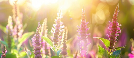 Naklejka premium Field of amaranth flowers with a bright sunlight effect