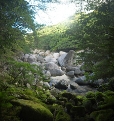 Mountain river in Yakushima green mystical forest with trees and big boulders covered with moss