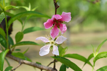 Beautiful Pink Peach Blossoms in a Garden, Pink Peach Flowers Blooming on Peach Tree, Beautiful peach flowers close up - as background, Flowering branch of fruit flower closeup