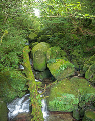 Yakushima mystical green forest, small creek with trees and stones covered with moss