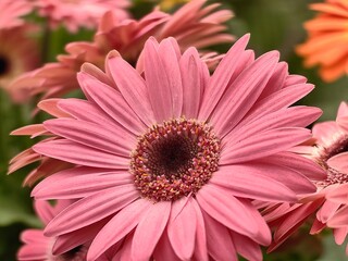 Obraz premium pink gerber daisy