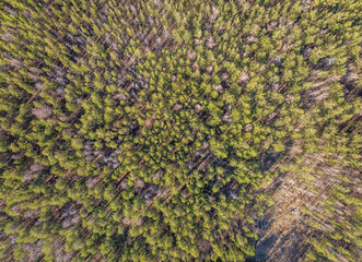 Aerial drone view of stunning colorful autumn fall forest.