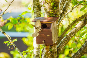 巣作りをするスズメ