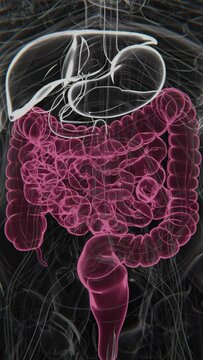 Human digestive system animations in X-ray mode | Animated Large intestine in vertical video | irritable bowel syndrome in vertical video