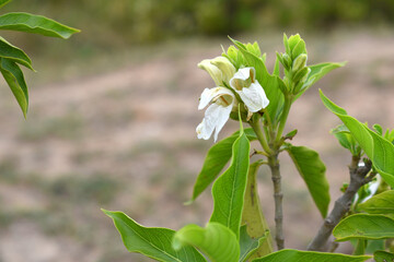 A green Plant of Justicia adhatoda vasica or malabar nut plant in selective focus and background blur, the white Justicia adhatoda blossom in spring, Chakwal, Punjab, Pakistan