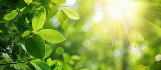 Green foliage under a bright summer sun against natural surroundings