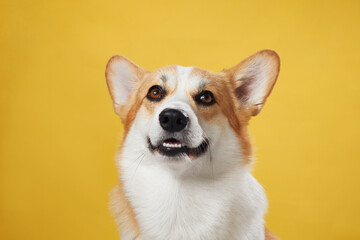 An expressive Pembroke Welsh Corgi dog tilts its head, with a bright yellow background enhancing...