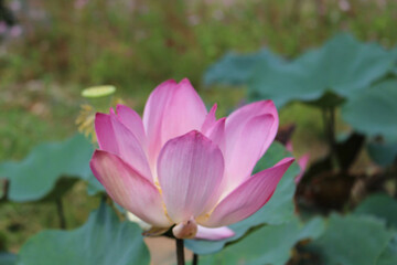 pink water lily
